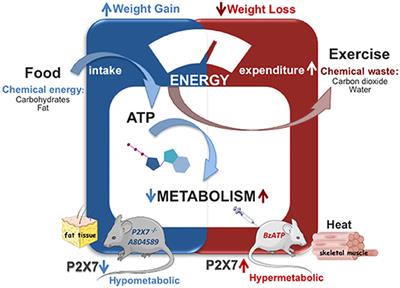 P2X7 Receptor in the Management of Energy Homeostasis: Implications for Obesity, Dyslipidemia, and Insulin Resistance